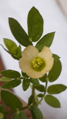 Kallstroemia maxima