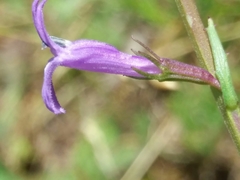 Lobelia urens