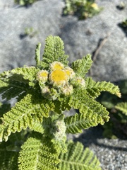 Tanacetum bipinnatum