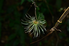 Clematis henryi