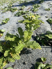 Tanacetum bipinnatum