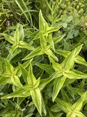 Gentiana alba