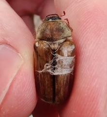 Amphimallon solstitiale