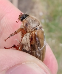 Amphimallon solstitiale