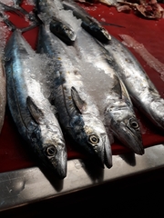 Scomberomorus sierra