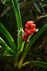 Rohdea fargesii
