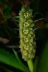 Rohdea fargesii