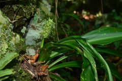 Rohdea fargesii