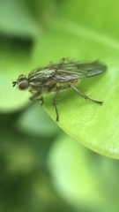 Scathophaga stercoraria