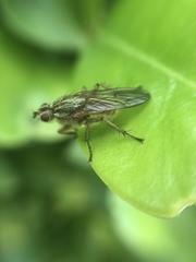 Scathophaga stercoraria