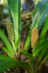 Rohdea fargesii