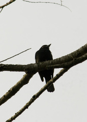 Knipolegus cyanirostris
