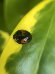 Harmonia axyridis