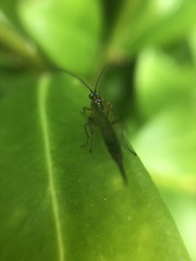 Tromatobia lineatoria