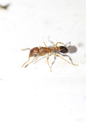 Tetramorium bicarinatum
