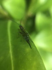 Tromatobia lineatoria