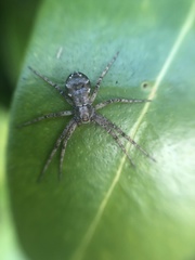 Philodromus