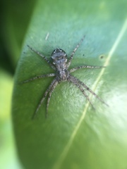 Philodromus