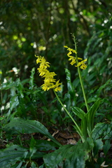 Calanthe striata