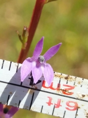 Lobelia urens