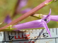 Lobelia urens