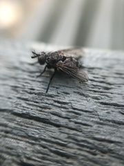 Triarthria setipennis