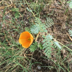 Kallstroemia grandiflora