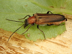 Anogcodes ustulatus