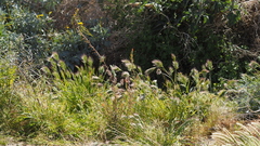 Castilleja minor stenantha