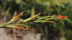 Castilleja minor stenantha