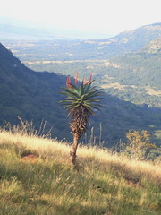 Aloe candelabrum