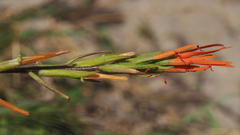 Castilleja minor stenantha