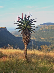 Aloe candelabrum