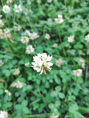 Trifolium repens