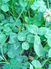 Trifolium repens