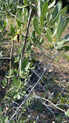 Shepherdia argentea