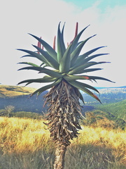 Aloe candelabrum