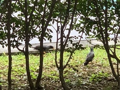 Acridotheres javanicus