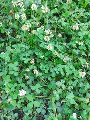 Trifolium repens