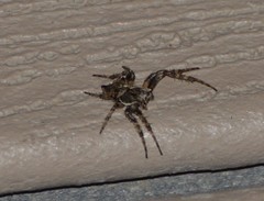 Acanthepeira