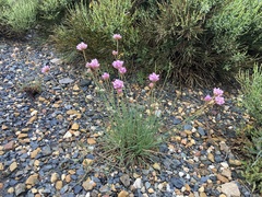 Armeria duriaei