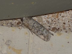 Sympistis sectiloides