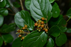 Viburnum taitoense