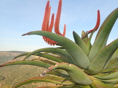 Aloe candelabrum