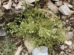 Arenaria grandiflora