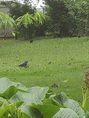 Corvus monedula spermologus