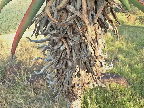 Image of Aloe candelabrum by no rights reserved