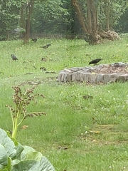 Corvus monedula spermologus