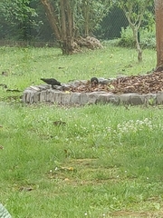 Corvus monedula spermologus