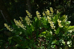 Calanthe hsinchuensis